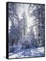 California, Cleveland Nf, Laguna Mts, Winter Sunrise in Forest-Christopher Talbot Frank-Framed Stretched Canvas