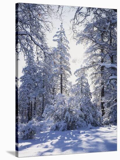 California, Cleveland Nf, Laguna Mts, Winter Sunrise in Forest-Christopher Talbot Frank-Stretched Canvas