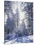 California, Cleveland Nf, Laguna Mts, Winter Sunrise in Forest-Christopher Talbot Frank-Stretched Canvas