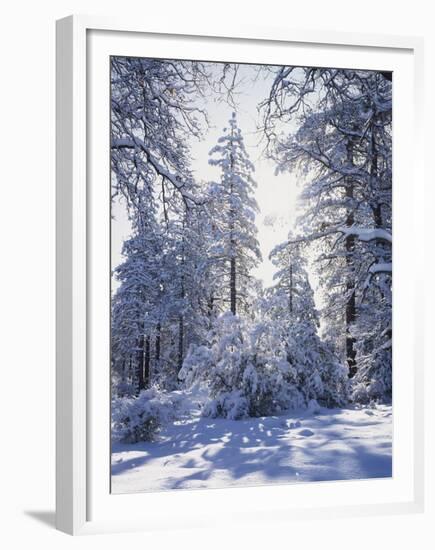 California, Cleveland Nf, Laguna Mts, Winter Sunrise in Forest-Christopher Talbot Frank-Framed Premium Photographic Print