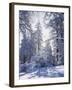 California, Cleveland Nf, Laguna Mts, Winter Sunrise in Forest-Christopher Talbot Frank-Framed Premium Photographic Print