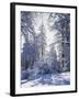 California, Cleveland Nf, Laguna Mts, Winter Sunrise in Forest-Christopher Talbot Frank-Framed Premium Photographic Print