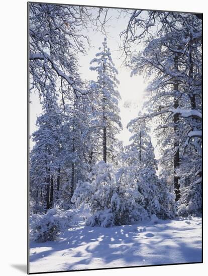 California, Cleveland Nf, Laguna Mts, Winter Sunrise in Forest-Christopher Talbot Frank-Mounted Premium Photographic Print