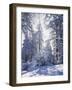 California, Cleveland Nf, Laguna Mts, Winter Sunrise in Forest-Christopher Talbot Frank-Framed Photographic Print