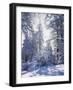 California, Cleveland Nf, Laguna Mts, Winter Sunrise in Forest-Christopher Talbot Frank-Framed Photographic Print