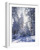 California, Cleveland Nf, Laguna Mts, Winter Sunrise in Forest-Christopher Talbot Frank-Framed Photographic Print