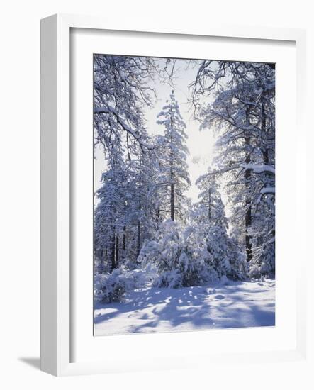 California, Cleveland Nf, Laguna Mts, Winter Sunrise in Forest-Christopher Talbot Frank-Framed Photographic Print