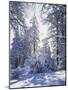 California, Cleveland Nf, Laguna Mts, Winter Sunrise in Forest-Christopher Talbot Frank-Mounted Photographic Print