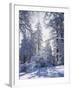 California, Cleveland Nf, Laguna Mts, Winter Sunrise in Forest-Christopher Talbot Frank-Framed Photographic Print