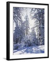 California, Cleveland Nf, Laguna Mts, Winter Sunrise in Forest-Christopher Talbot Frank-Framed Photographic Print