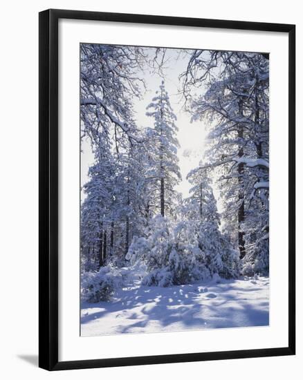 California, Cleveland Nf, Laguna Mts, Winter Sunrise in Forest-Christopher Talbot Frank-Framed Photographic Print