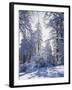 California, Cleveland Nf, Laguna Mts, Winter Sunrise in Forest-Christopher Talbot Frank-Framed Photographic Print