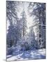 California, Cleveland Nf, Laguna Mts, Winter Sunrise in Forest-Christopher Talbot Frank-Mounted Photographic Print