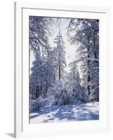 California, Cleveland Nf, Laguna Mts, Winter Sunrise in Forest-Christopher Talbot Frank-Framed Photographic Print