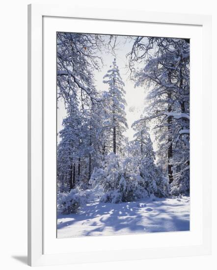 California, Cleveland Nf, Laguna Mts, Winter Sunrise in Forest-Christopher Talbot Frank-Framed Photographic Print