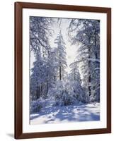 California, Cleveland Nf, Laguna Mts, Winter Sunrise in Forest-Christopher Talbot Frank-Framed Photographic Print