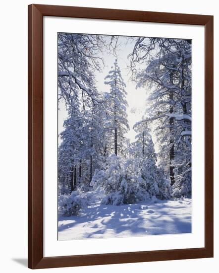 California, Cleveland Nf, Laguna Mts, Winter Sunrise in Forest-Christopher Talbot Frank-Framed Photographic Print