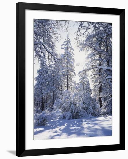 California, Cleveland Nf, Laguna Mts, Winter Sunrise in Forest-Christopher Talbot Frank-Framed Photographic Print