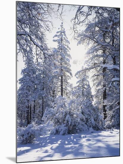 California, Cleveland Nf, Laguna Mts, Winter Sunrise in Forest-Christopher Talbot Frank-Mounted Photographic Print