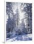 California, Cleveland Nf, Laguna Mts, Winter Sunrise in Forest-Christopher Talbot Frank-Framed Photographic Print