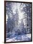 California, Cleveland Nf, Laguna Mts, Winter Sunrise in Forest-Christopher Talbot Frank-Framed Photographic Print