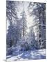 California, Cleveland Nf, Laguna Mts, Winter Sunrise in Forest-Christopher Talbot Frank-Mounted Photographic Print