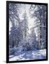 California, Cleveland Nf, Laguna Mts, Winter Sunrise in Forest-Christopher Talbot Frank-Framed Photographic Print