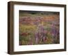 California, Cleveland Nf, Lupine Wildflower Meadow-Christopher Talbot Frank-Framed Photographic Print