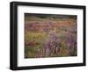 California, Cleveland Nf, Lupine Wildflower Meadow-Christopher Talbot Frank-Framed Photographic Print