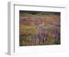 California, Cleveland Nf, Lupine Wildflower Meadow-Christopher Talbot Frank-Framed Photographic Print