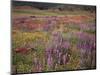 California, Cleveland Nf, Lupine Wildflower Meadow-Christopher Talbot Frank-Mounted Photographic Print