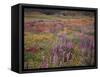 California, Cleveland Nf, Lupine Wildflower Meadow-Christopher Talbot Frank-Framed Stretched Canvas