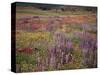 California, Cleveland Nf, Lupine Wildflower Meadow-Christopher Talbot Frank-Stretched Canvas