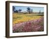 California, Cleveland Nf, Owls Clover and Phlox-Christopher Talbot Frank-Framed Premium Photographic Print