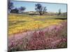 California, Cleveland Nf, Owls Clover and Phlox-Christopher Talbot Frank-Mounted Premium Photographic Print