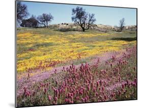 California, Cleveland Nf, Owls Clover and Phlox-Christopher Talbot Frank-Mounted Premium Photographic Print