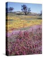 California, Cleveland Nf, Owls Clover and Phlox-Christopher Talbot Frank-Stretched Canvas