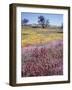 California, Cleveland Nf, Owls Clover and Phlox-Christopher Talbot Frank-Framed Photographic Print