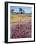 California, Cleveland Nf, Owls Clover and Phlox-Christopher Talbot Frank-Framed Photographic Print