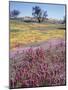 California, Cleveland Nf, Owls Clover and Phlox-Christopher Talbot Frank-Mounted Photographic Print