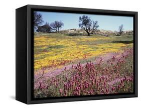 California, Cleveland Nf, Owls Clover and Phlox-Christopher Talbot Frank-Framed Stretched Canvas