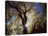 California, Cleveland NF, the Sun's Rays Through a Black Oak Tree-Christopher Talbot Frank-Stretched Canvas