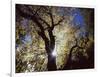 California, Cleveland NF, the Sun's Rays Through a Black Oak Tree-Christopher Talbot Frank-Framed Photographic Print