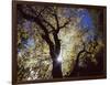 California, Cleveland NF, the Sun's Rays Through a Black Oak Tree-Christopher Talbot Frank-Framed Photographic Print