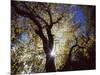 California, Cleveland NF, the Sun's Rays Through a Black Oak Tree-Christopher Talbot Frank-Mounted Photographic Print