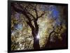 California, Cleveland NF, the Sun's Rays Through a Black Oak Tree-Christopher Talbot Frank-Framed Photographic Print