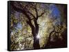 California, Cleveland NF, the Sun's Rays Through a Black Oak Tree-Christopher Talbot Frank-Framed Stretched Canvas