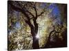 California, Cleveland NF, the Sun's Rays Through a Black Oak Tree-Christopher Talbot Frank-Stretched Canvas