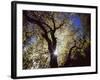 California, Cleveland NF, the Sun's Rays Through a Black Oak Tree-Christopher Talbot Frank-Framed Photographic Print