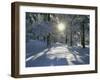 California, Cleveland NF, the Sunbeams Through Snow Covered Pine Trees-Christopher Talbot Frank-Framed Photographic Print